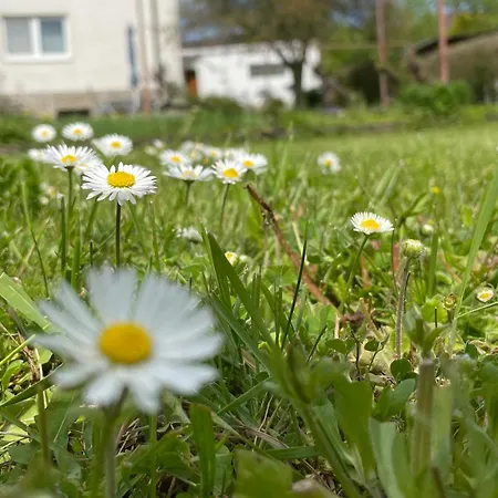 Apartment Gruene Oase In *